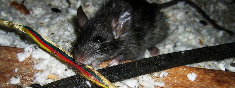 Mice and Rat Removal and Control Services