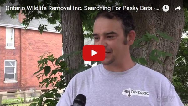 Ontario WIldlife Removal Inc. Searching For Pesky Bats - CTV News