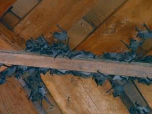 Bat colony in a home attic