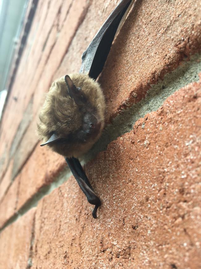 Bat removed from Kitchener-Waterloo attic 2016