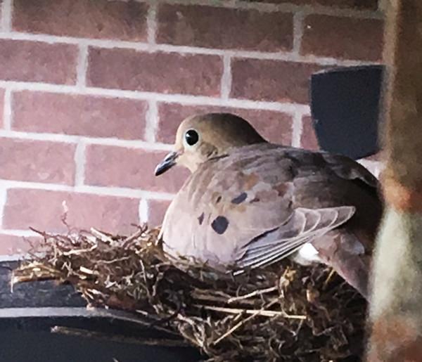 Dove nesting under soffit