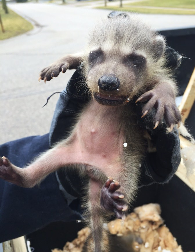Baby raccoon humanely removed from attic