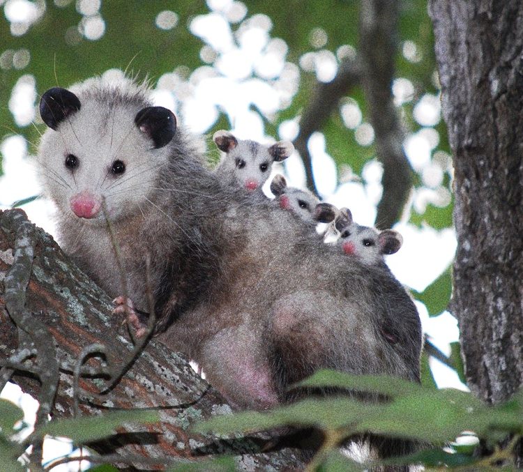 Opossum with babies