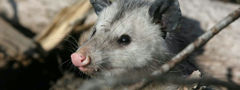 Opossum Removal Services