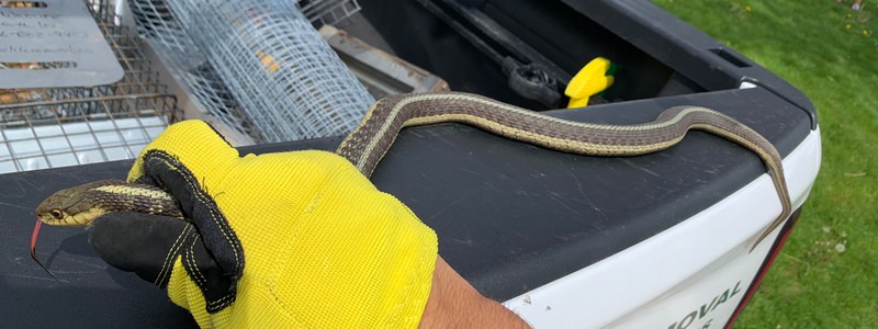 Snake Removal and Control Services
