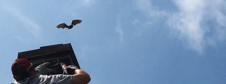 Bat flying out of chimney