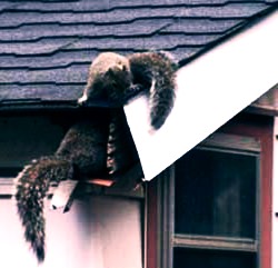Attic squirrels on roof