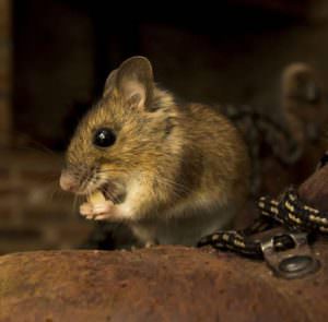 mouse found in attic