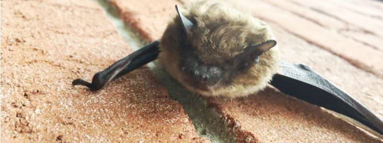 Bat sitting on wall after removal