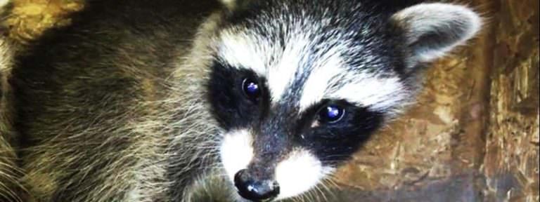 Baby raccoon removed from attic