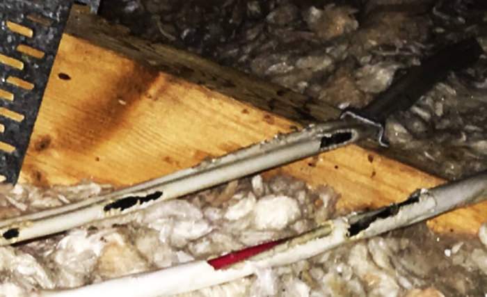 Example of wires chewed in attic