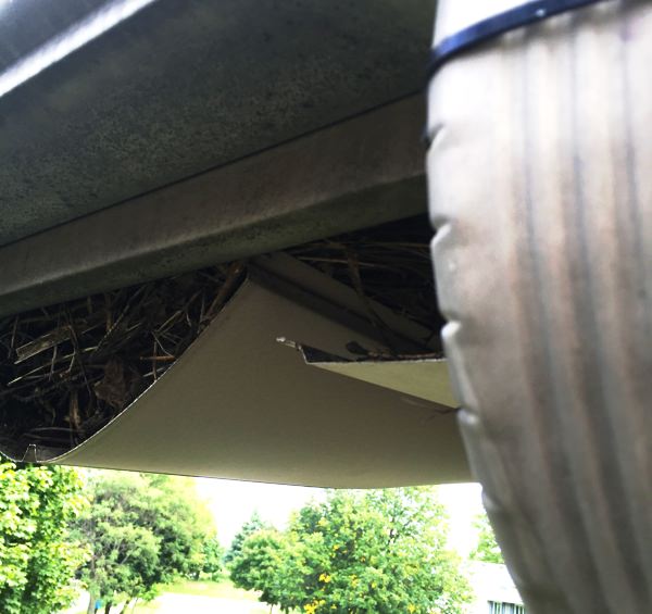 Soffit destroyed by raccoon