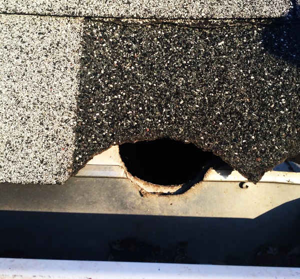 Raccoon entry hole on roofline