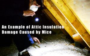 Example attic insulation damage caused by mice