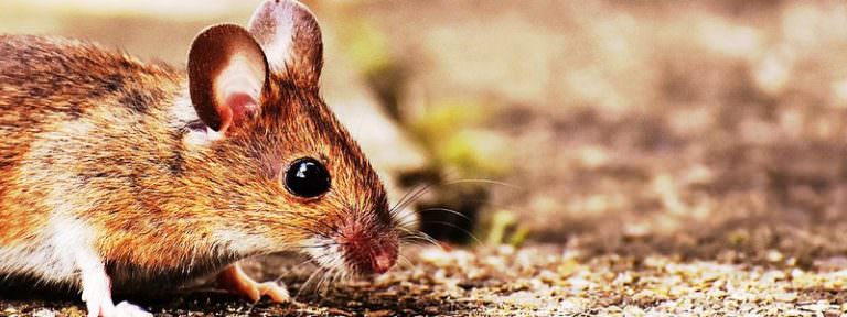 Mouse in attic