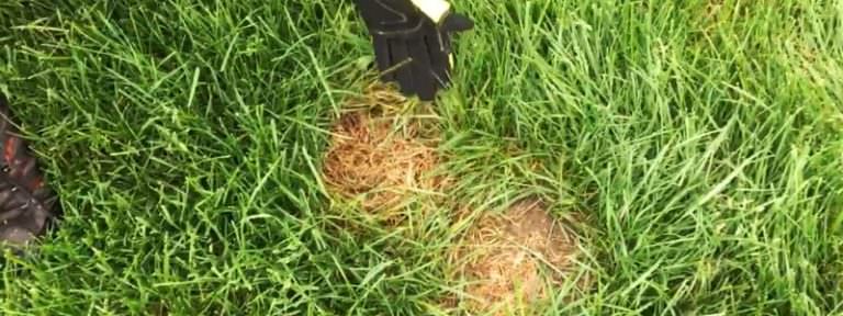 Patch of dry grass is a rabbits nest