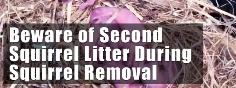 Baby squirrels removal from attic