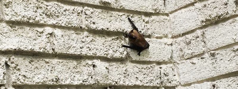 Bat removed on brick wall