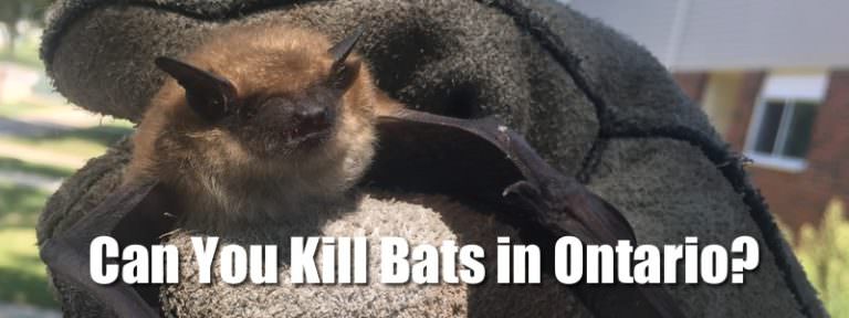 Bat laws in Ontario