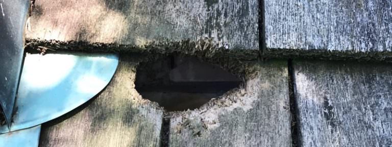 Ways To Stop Wildlife From Getting In Your Home