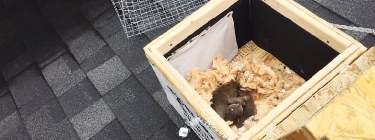 Procedure for removing wildlife in the winter