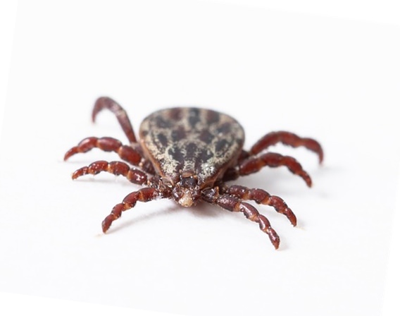 Tick picture