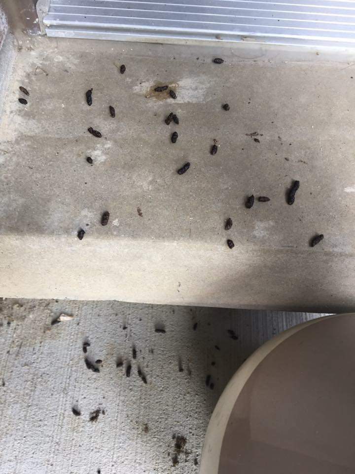 Bat droppings on front porch of home