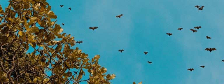 Signs of a bat infestation in your attic