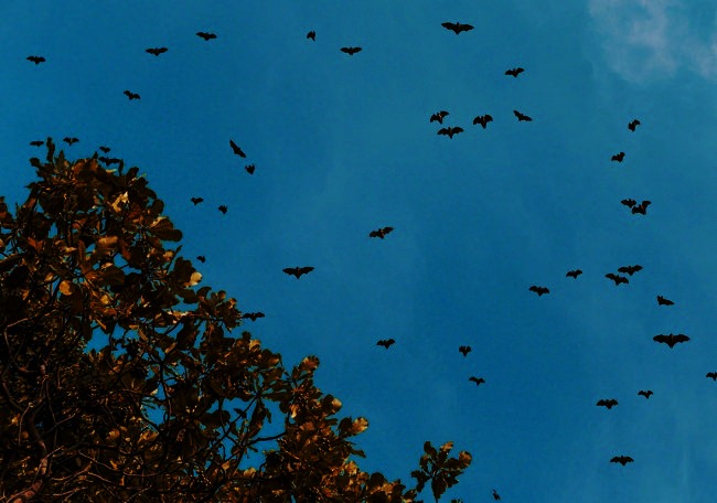 Swarm of bats around property trees