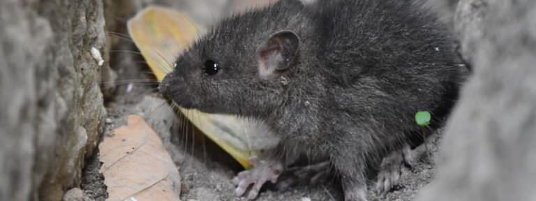 Mouse entering home through hole