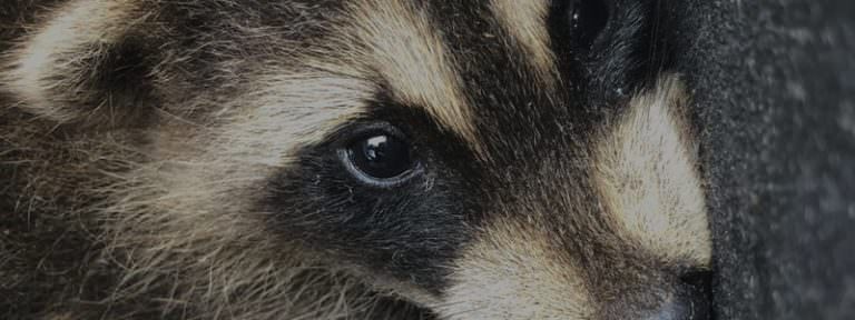 Rabies or distemper in raccoons