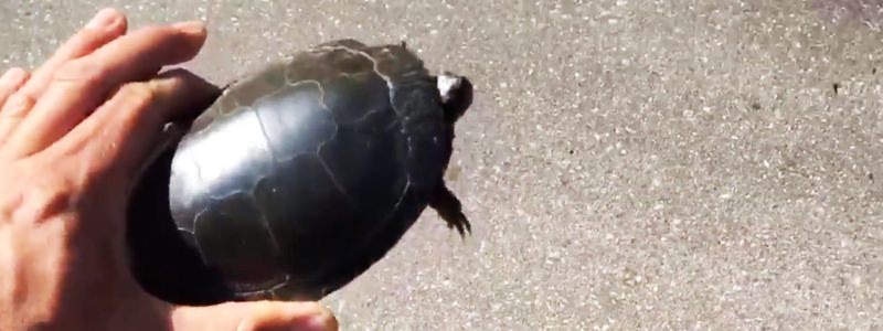 Holding a turtle from behind while crossing roadway