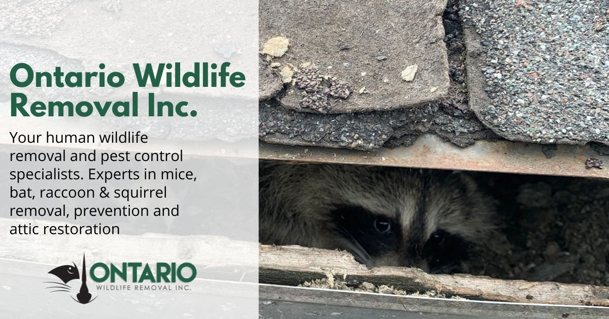 Humane Wildlife Removal and Pest Control - Squirrel, Raccoon, Mice and Bat  Removal Services