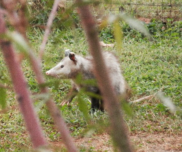 Opossum in a back yard