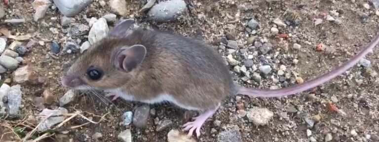 a-mouse-removed-from-house