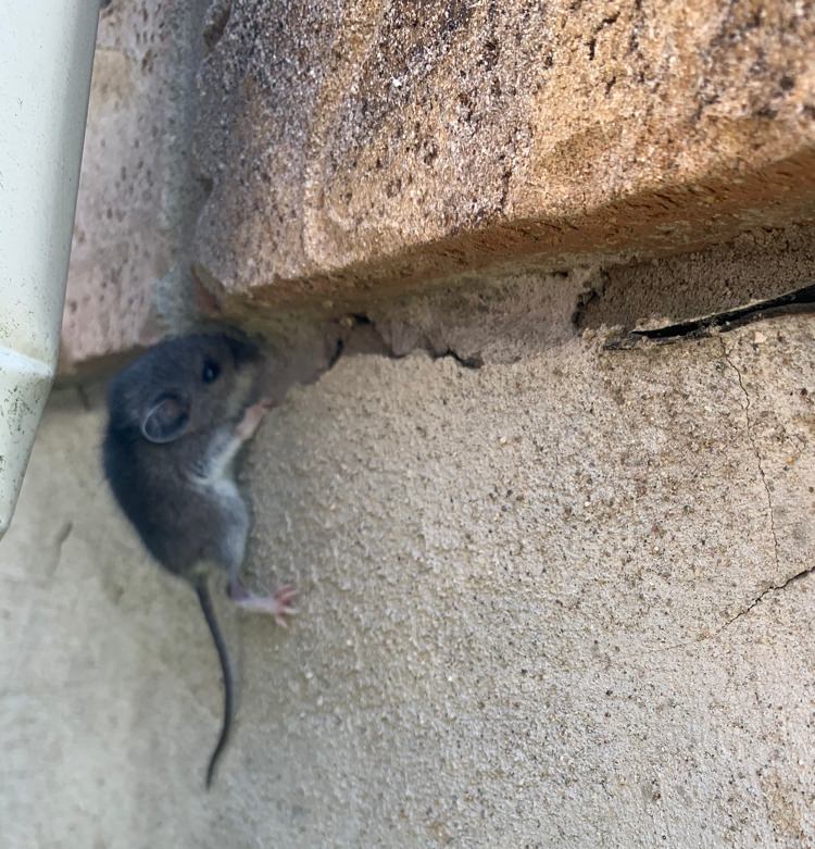 Mouse crawling wall to enter house