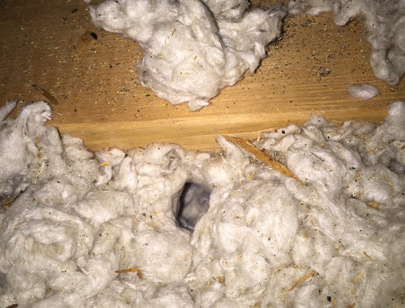 Mouse tunnels attic insulation