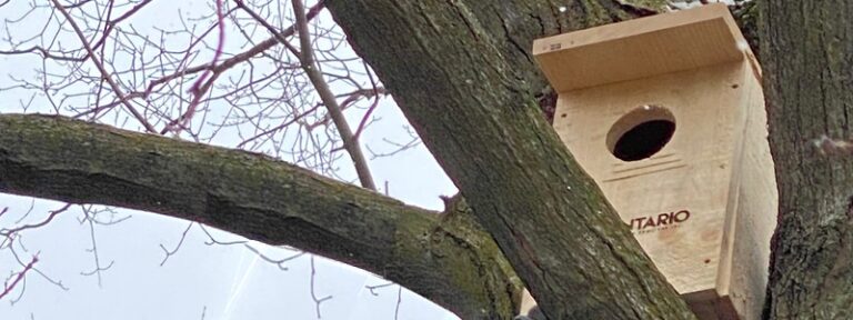 Owl box in tree