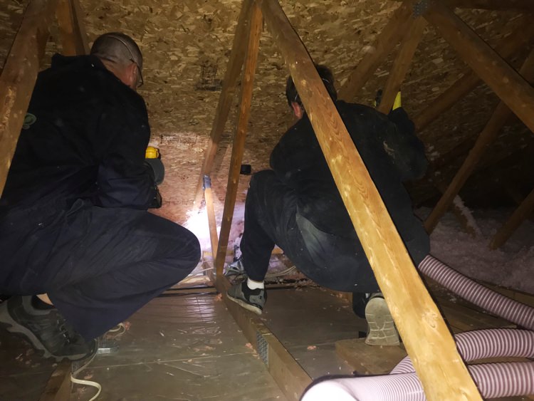 Wildlife technicians inspecting attic insulation