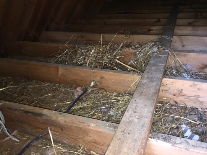 Attic damage caused by raccoons