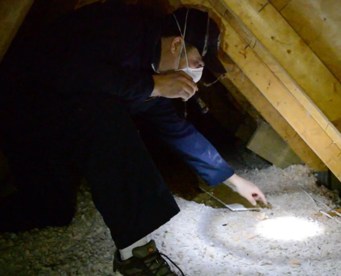 Inspecting attic for wildlife