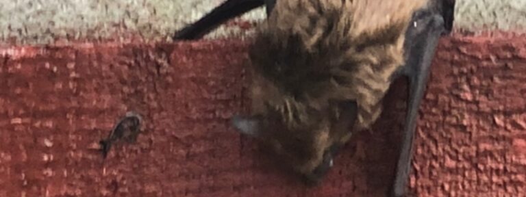 Bat on the wall of a house