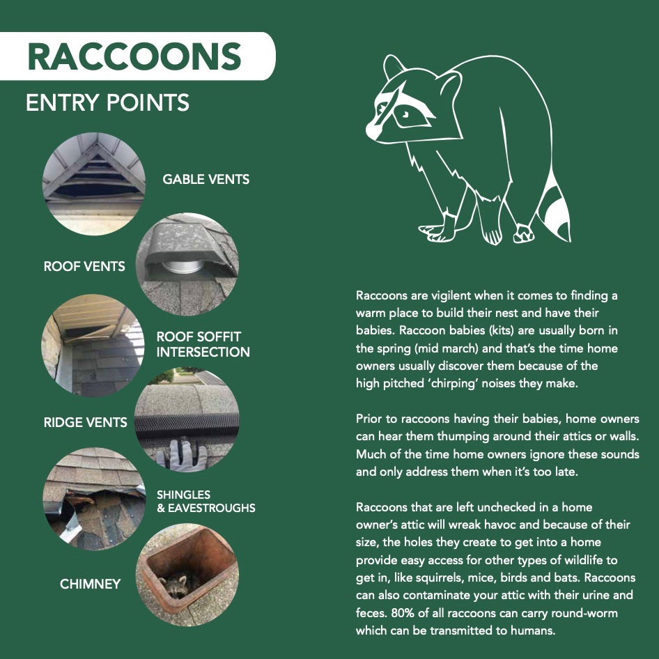 Raccoon entry points