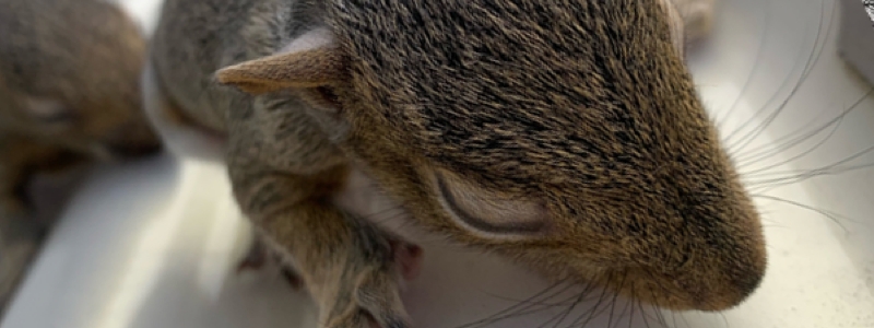 Squirrel baby born in mild winter