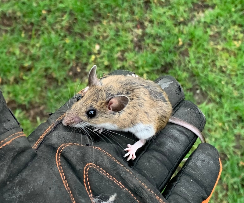 Captured mouse