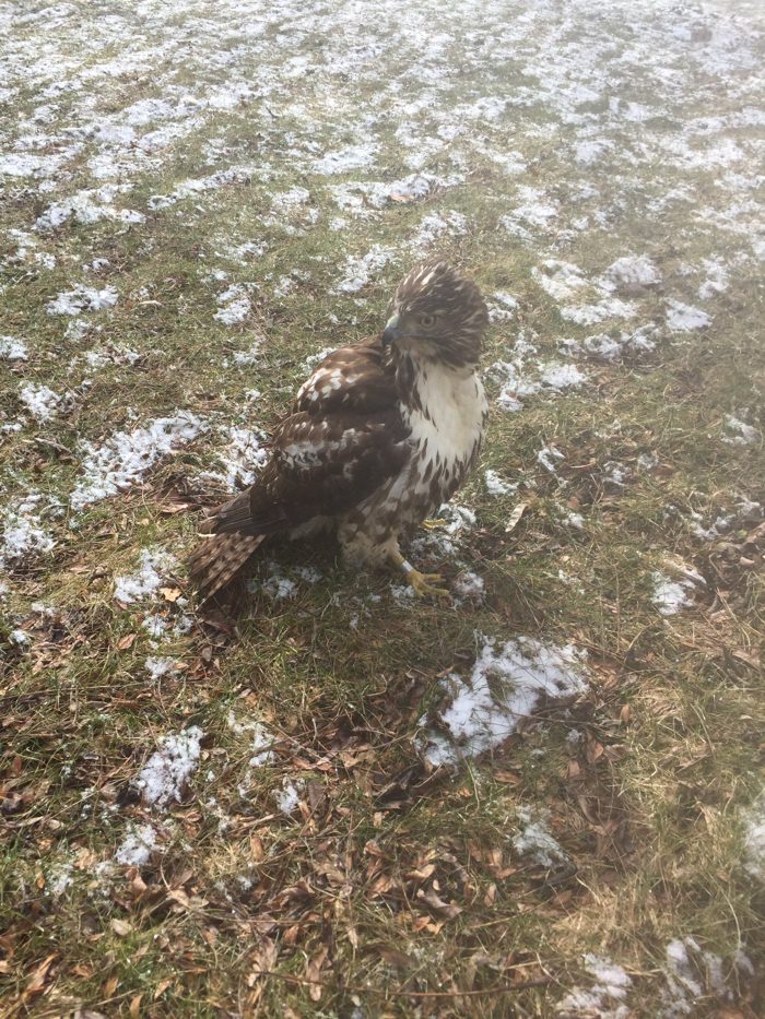 Hawk recovering from rat poison