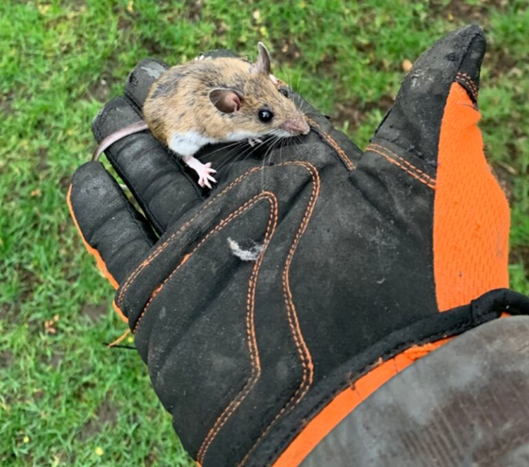 Mouse in hand after removal
