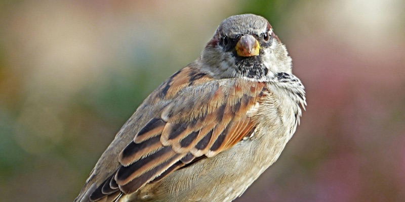 Bird Removal for Guelph Bird Removal for Guelph