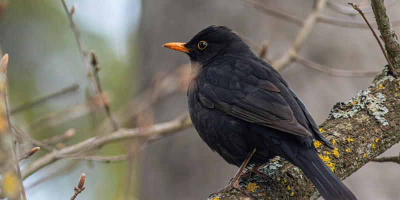 Bird Removal for London Bird Removal for London