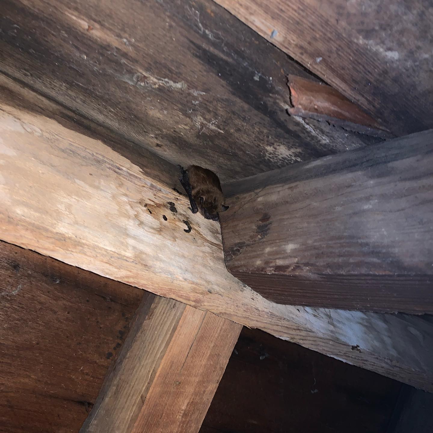 A bat sleeping in attic